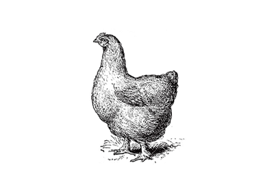 Black and white engraving of a chicken