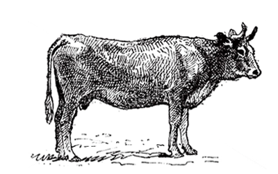 Black and white engraving of a cow