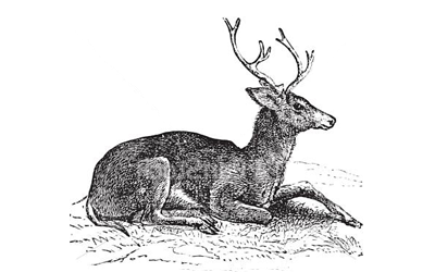 Black and white engraving of a deer