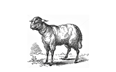 Black and white engraving of a lamb