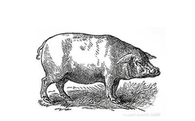 Black and white engraving of a pig