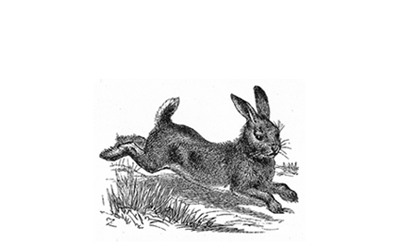 Black and white engraving of a rabbit